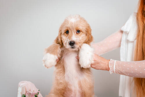 4litter 5В7223флетчер 4