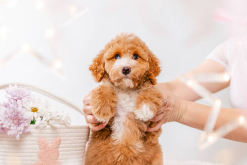 4ёlitter 1 7033мелоди 2