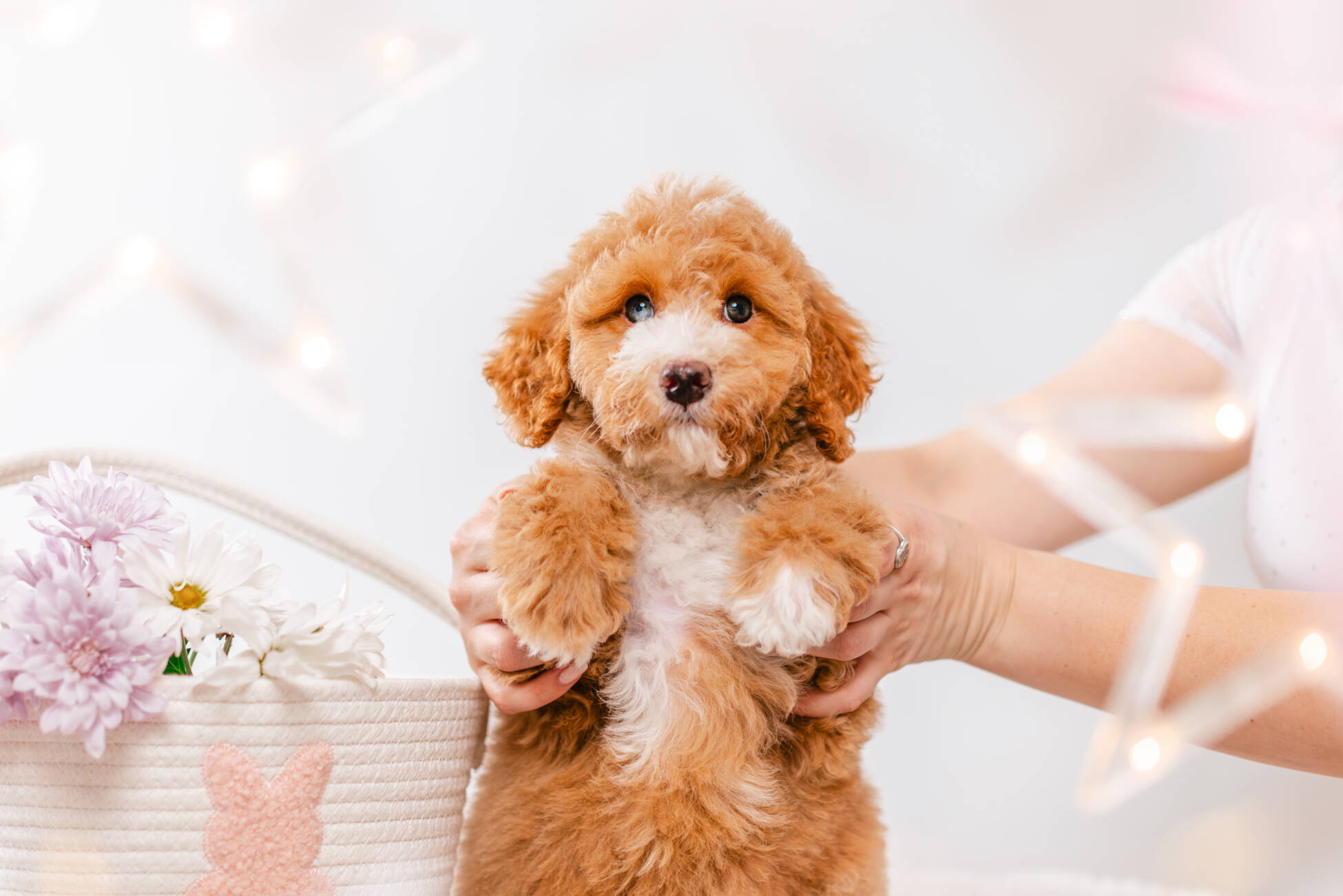 4ёlitter 1 7033мелоди 2