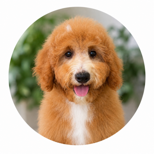 micro bernedoodle Sunny