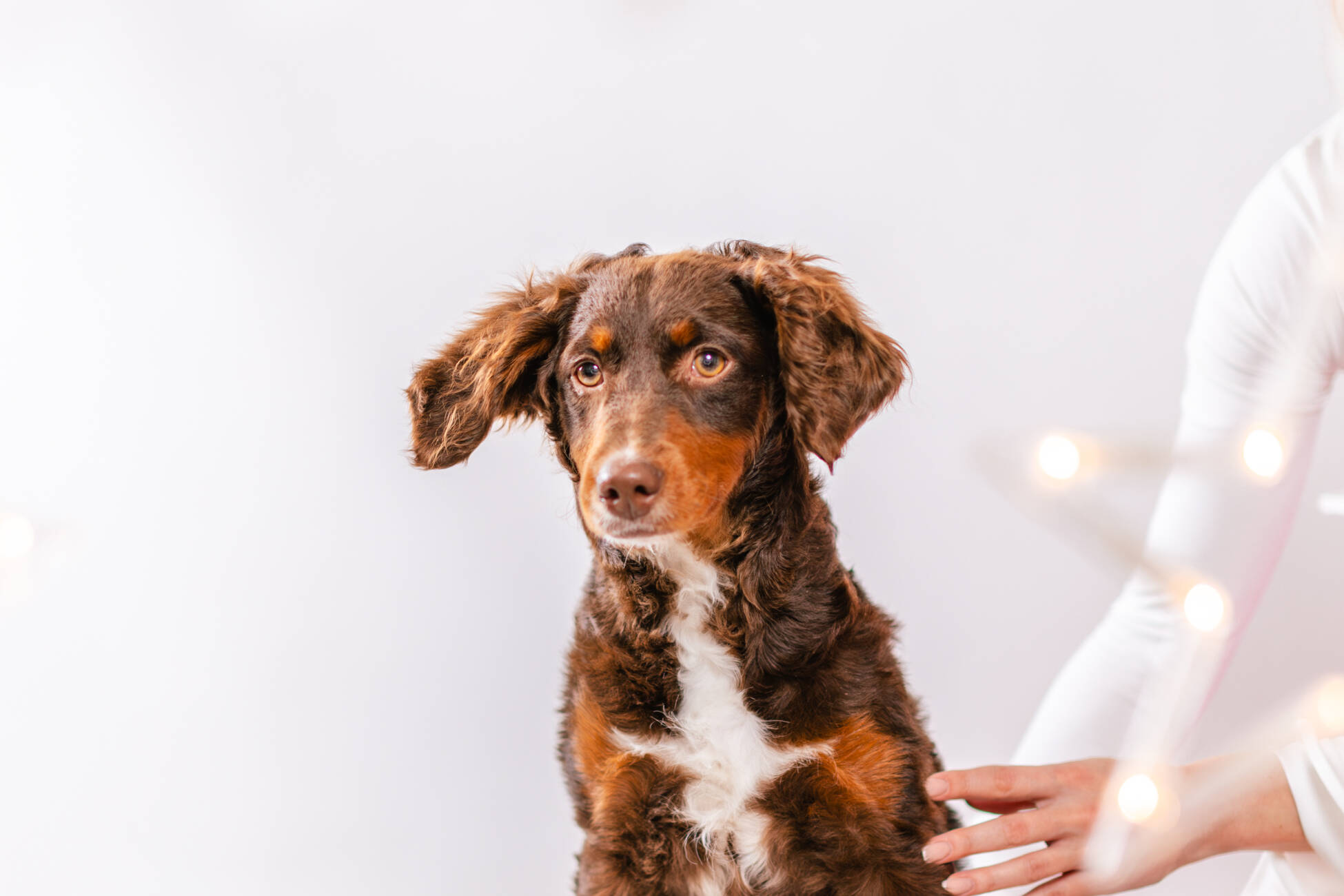 6litter 5пампкин 1