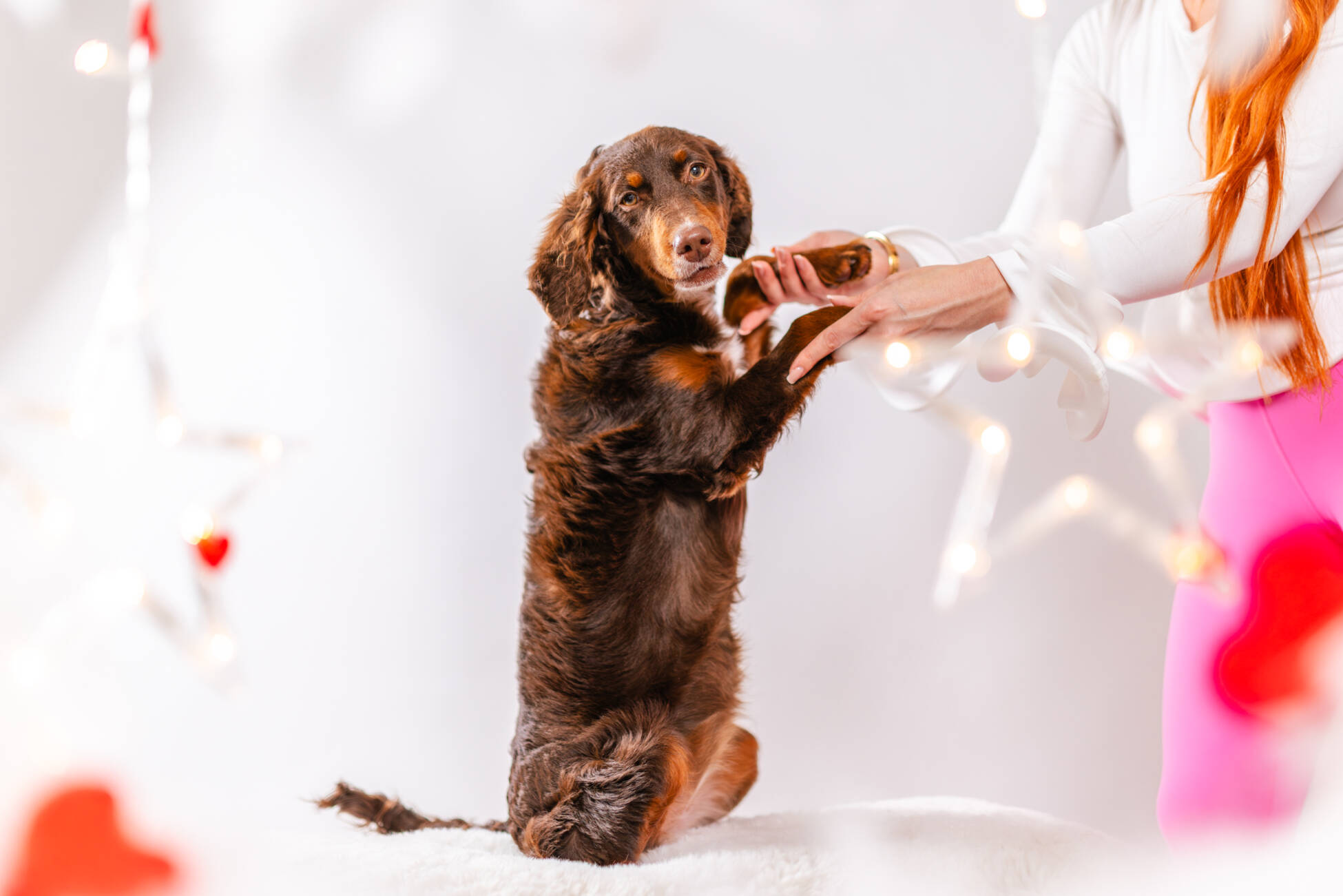 6litter 5пампкин 4