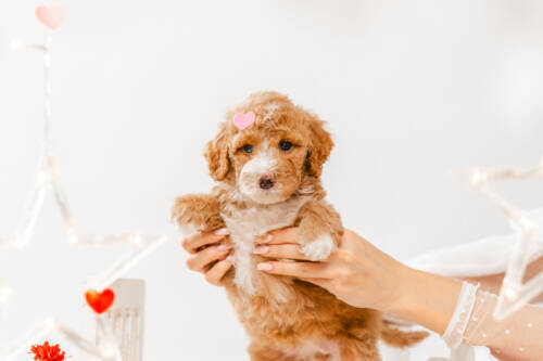 7litter 1g7033мелоди 4