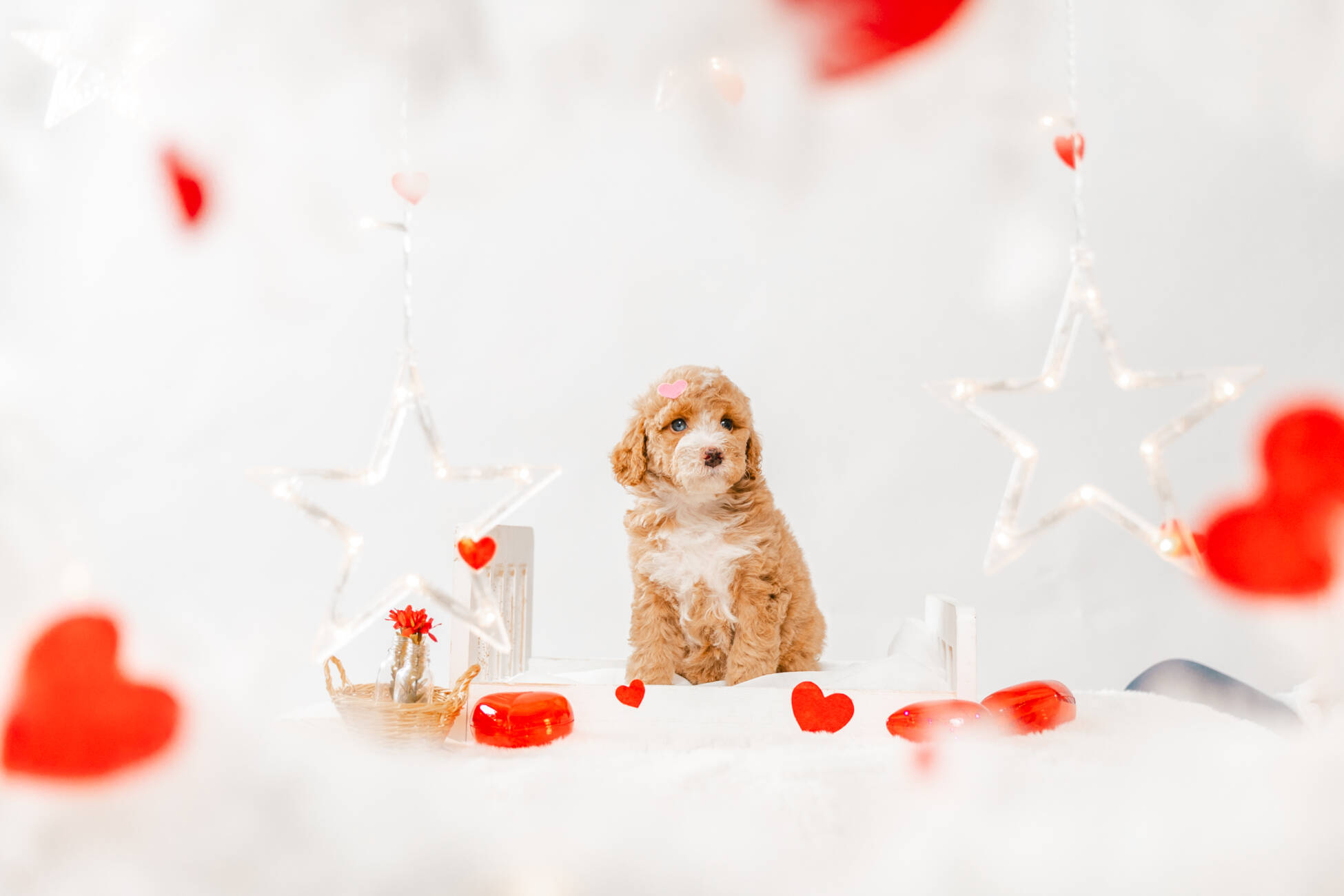 7litter 1g7033мелоди 6