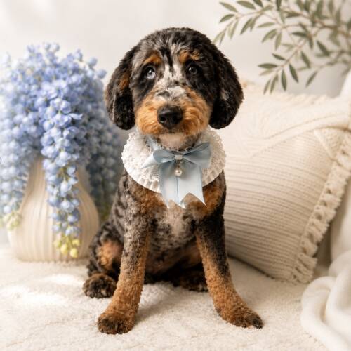 valentine micro bernedoodle