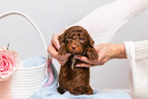 1litter 3g7081кайя 4