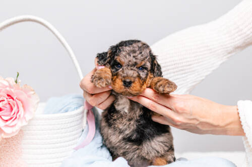 1litter 4g7077кики 4