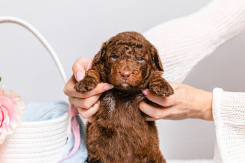 1litter 5g7080кали 4