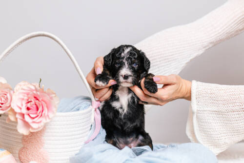 1litter 6g7075кира 4