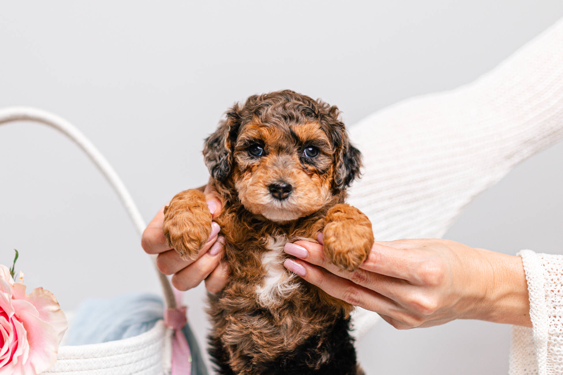 2litter 2g7027амели 3