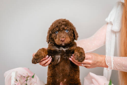 2litter 4g7080кали 3