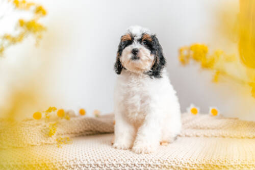 3litter 2g7208 Bernedoodle puppies 1