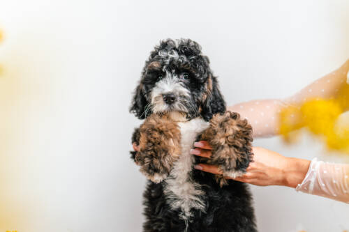3litter 4g7204 Bernedoodle puppies 3