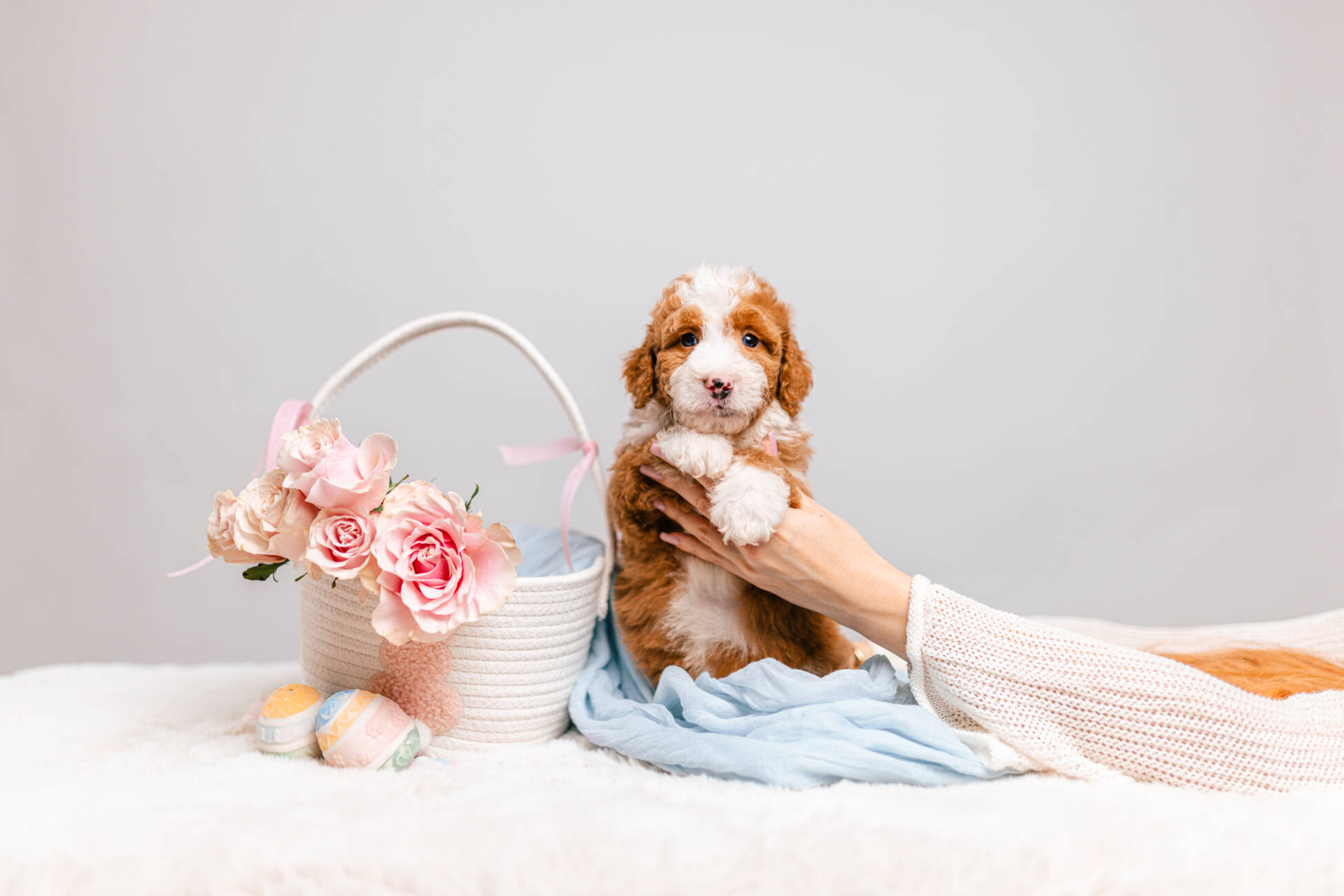 3litter 7В7044бенджи 1