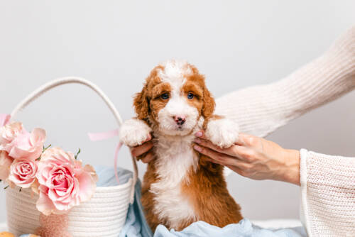 3litter 7В7044бенджи 2