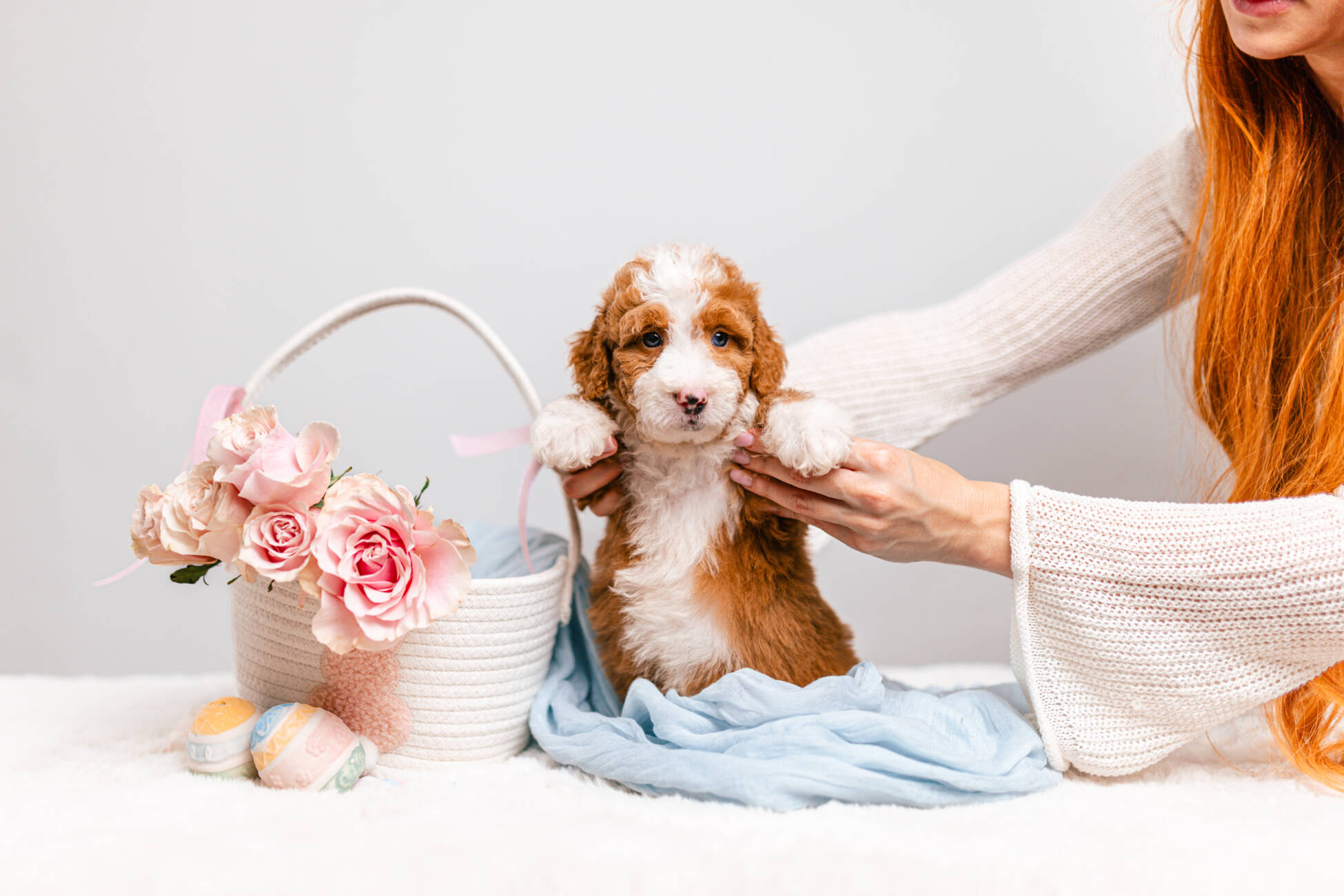 3litter 7В7044бенджи 3