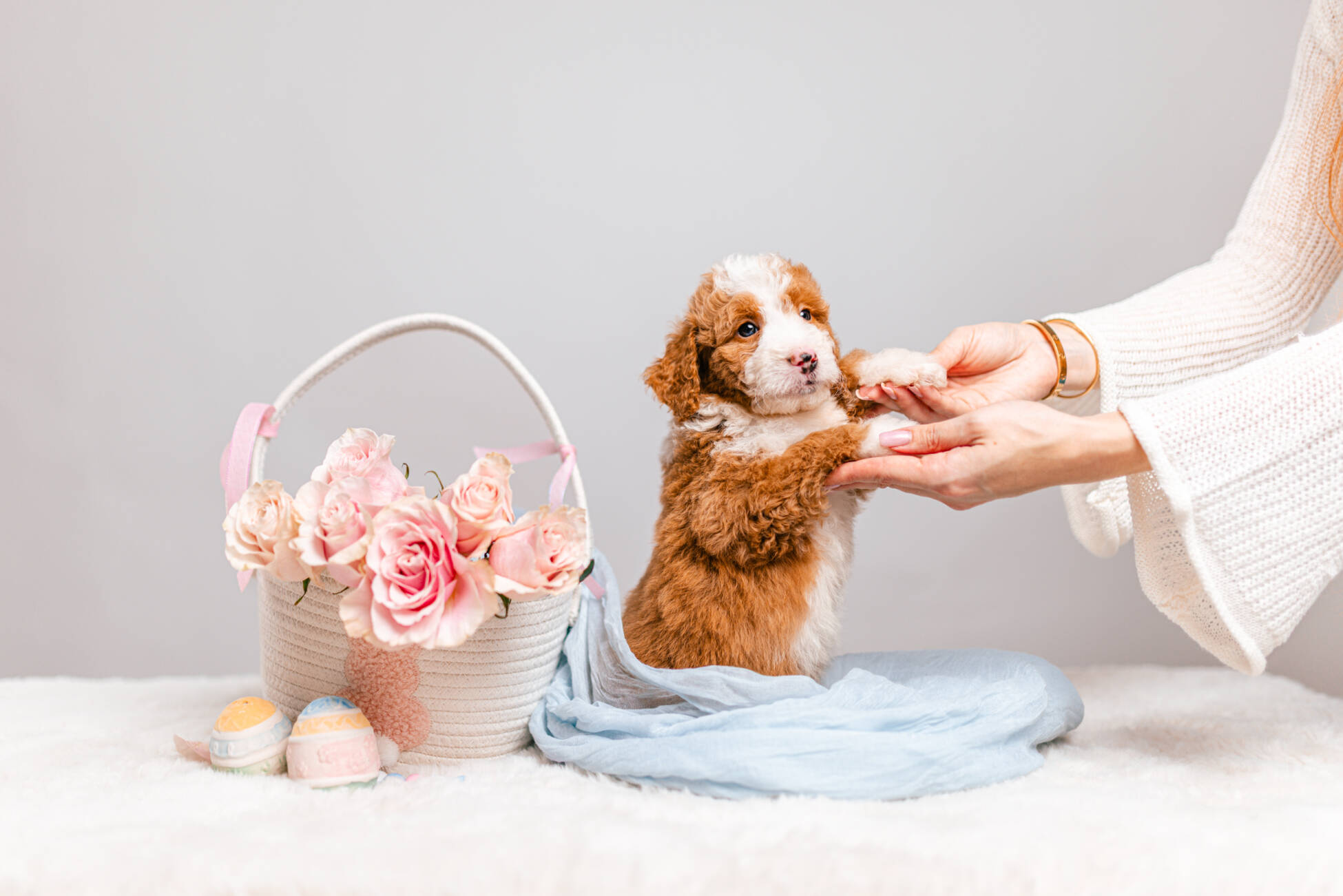 3litter 7В7044бенджи 4