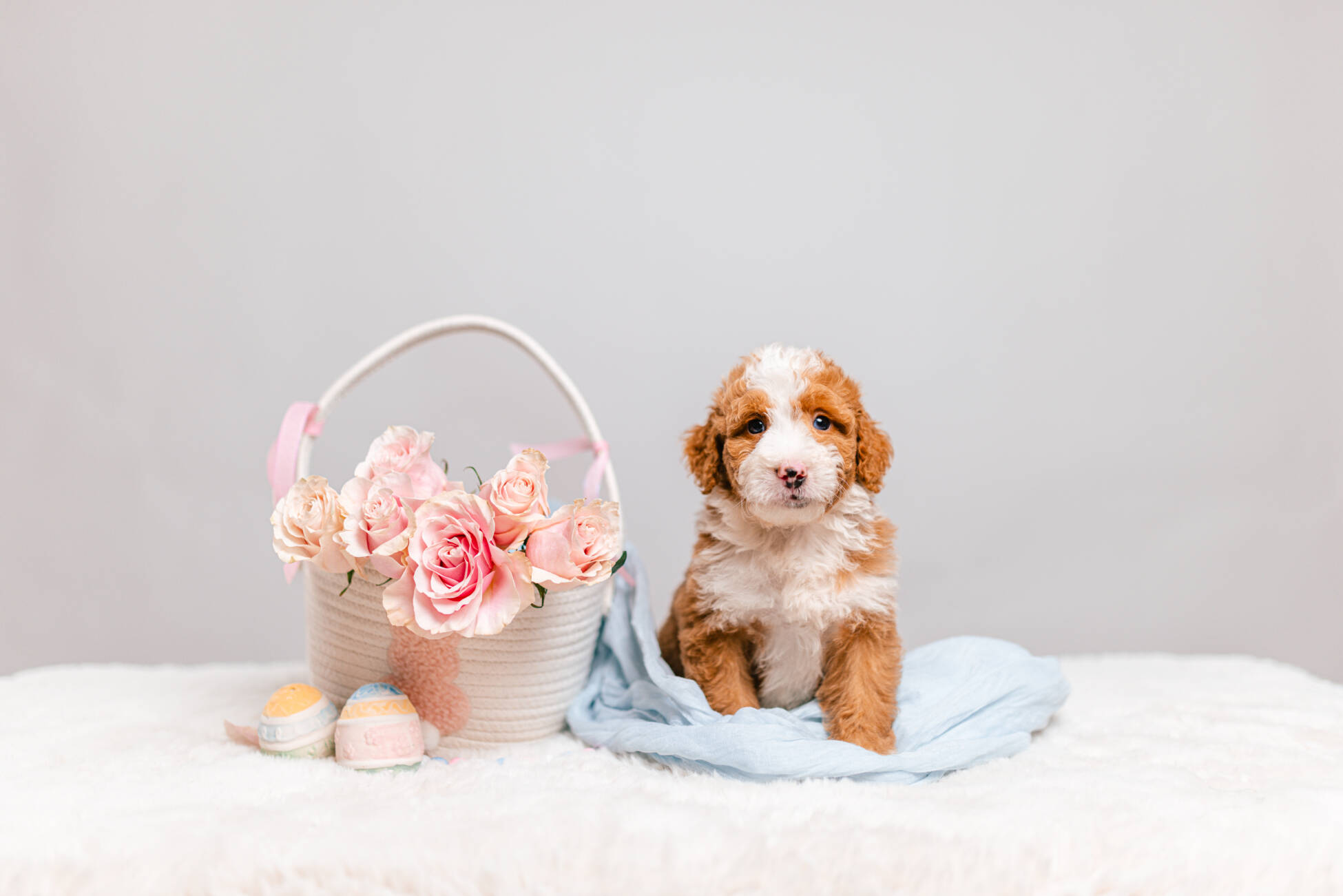 3litter 7В7044бенджи 5