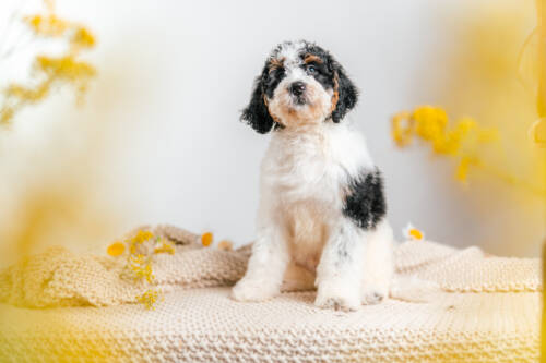 3litter 9b7206 Bernedoodle puppies 1