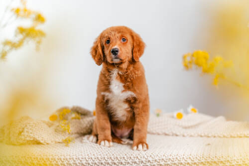 4litter 1brie Bernedoodle puppies 1