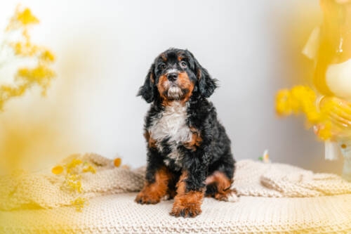 4litter 3archie Bernedoodle puppies 1