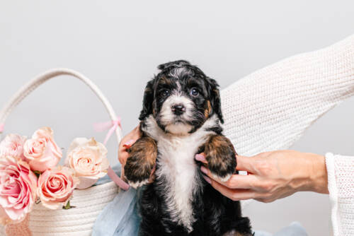 5litter 2g7204тили 3