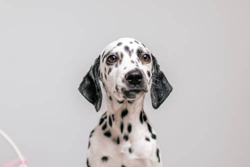 7litter 1панда 2