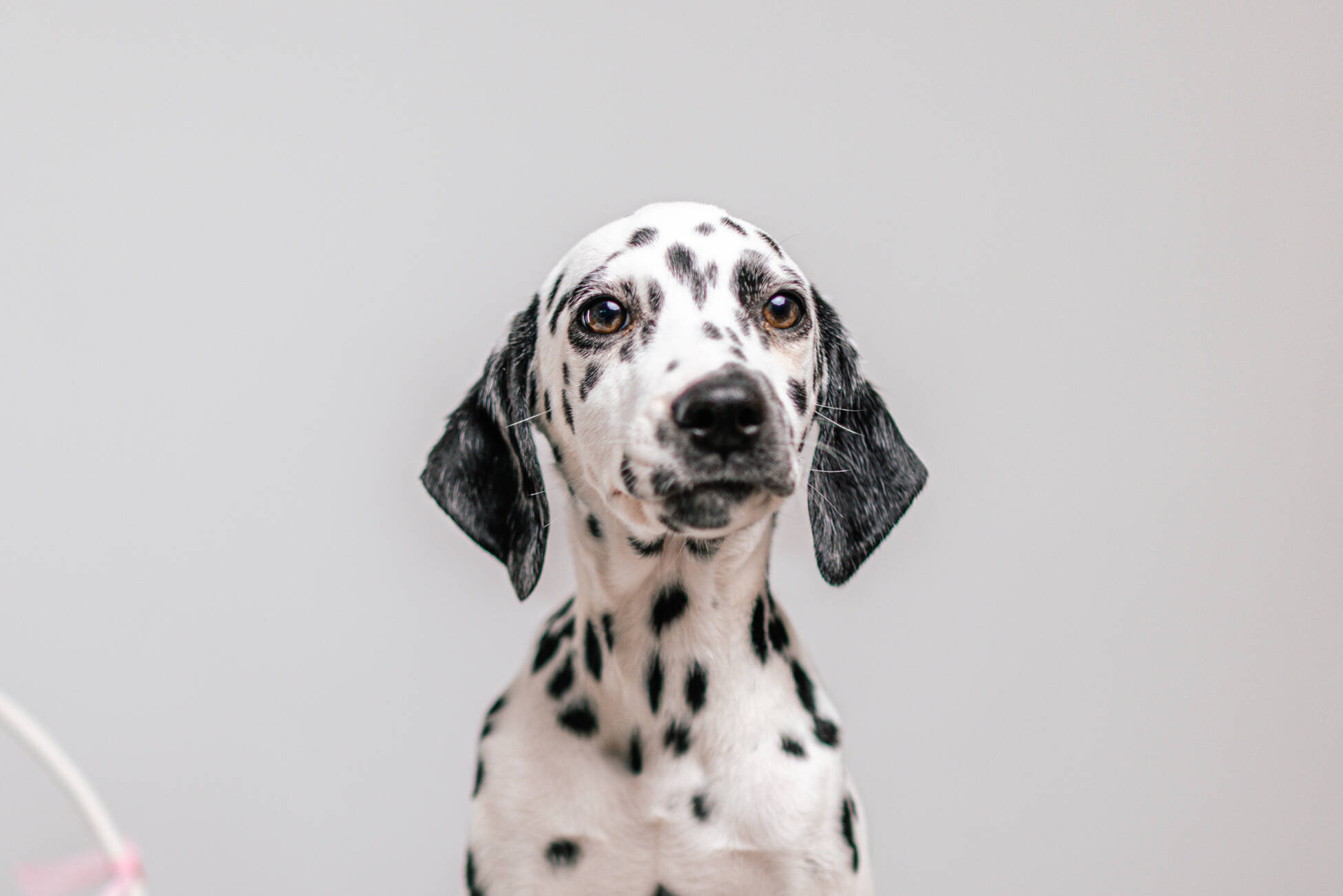 7litter 1панда 2