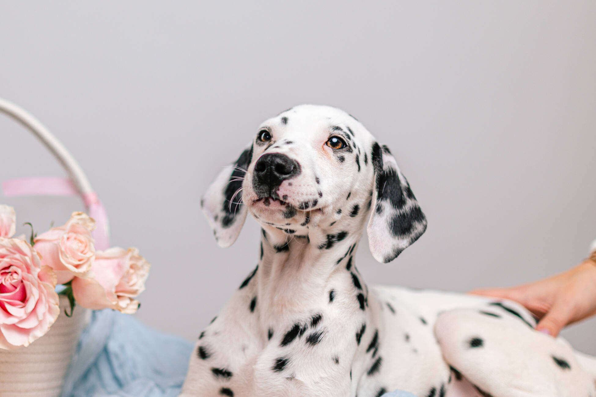 7litter 2бьянка 3