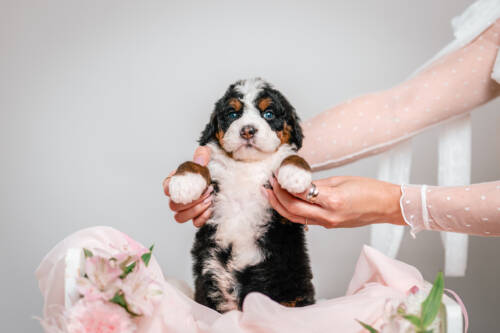 1litter 1g4480несса 4