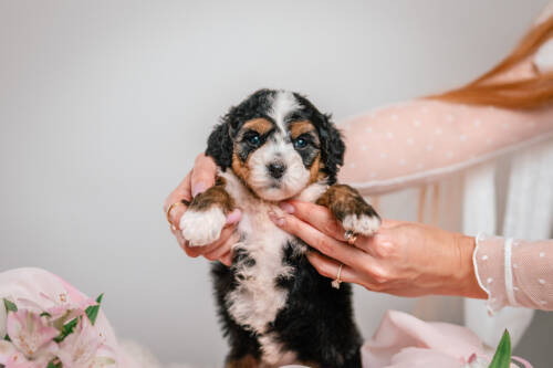 1litter 2g4478нори 4