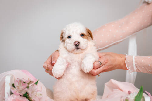 1litter 5В4481ноа 4