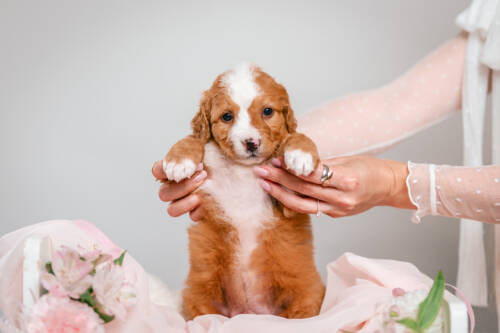 1litter 6В4483нудл 4