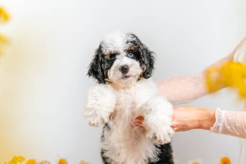 3litter 1g7069 Bernedoodle puppies 3