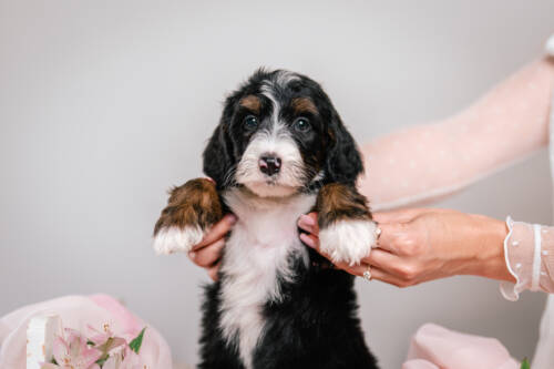 3litter 2g4458дейзи 3