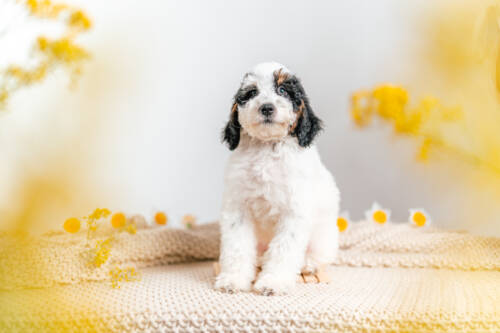 3litter 3g7070 Bernedoodle puppies 1