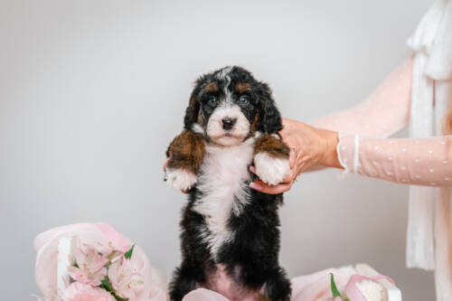 3litter 4g4459диана 3