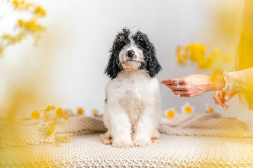3litter 5b7071 Bernedoodle puppies 1