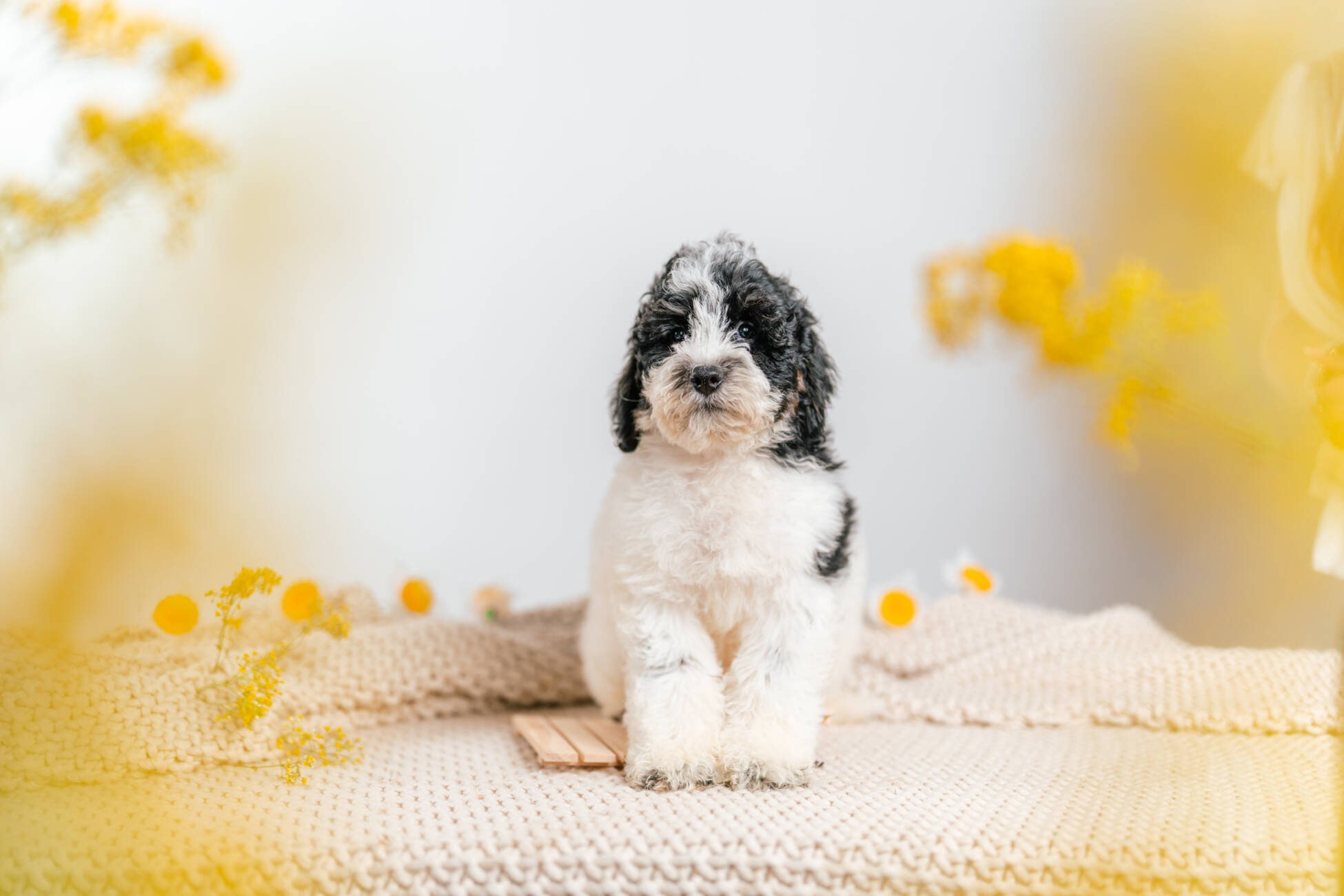 3litter 6b7072 Bernedoodle puppies 1