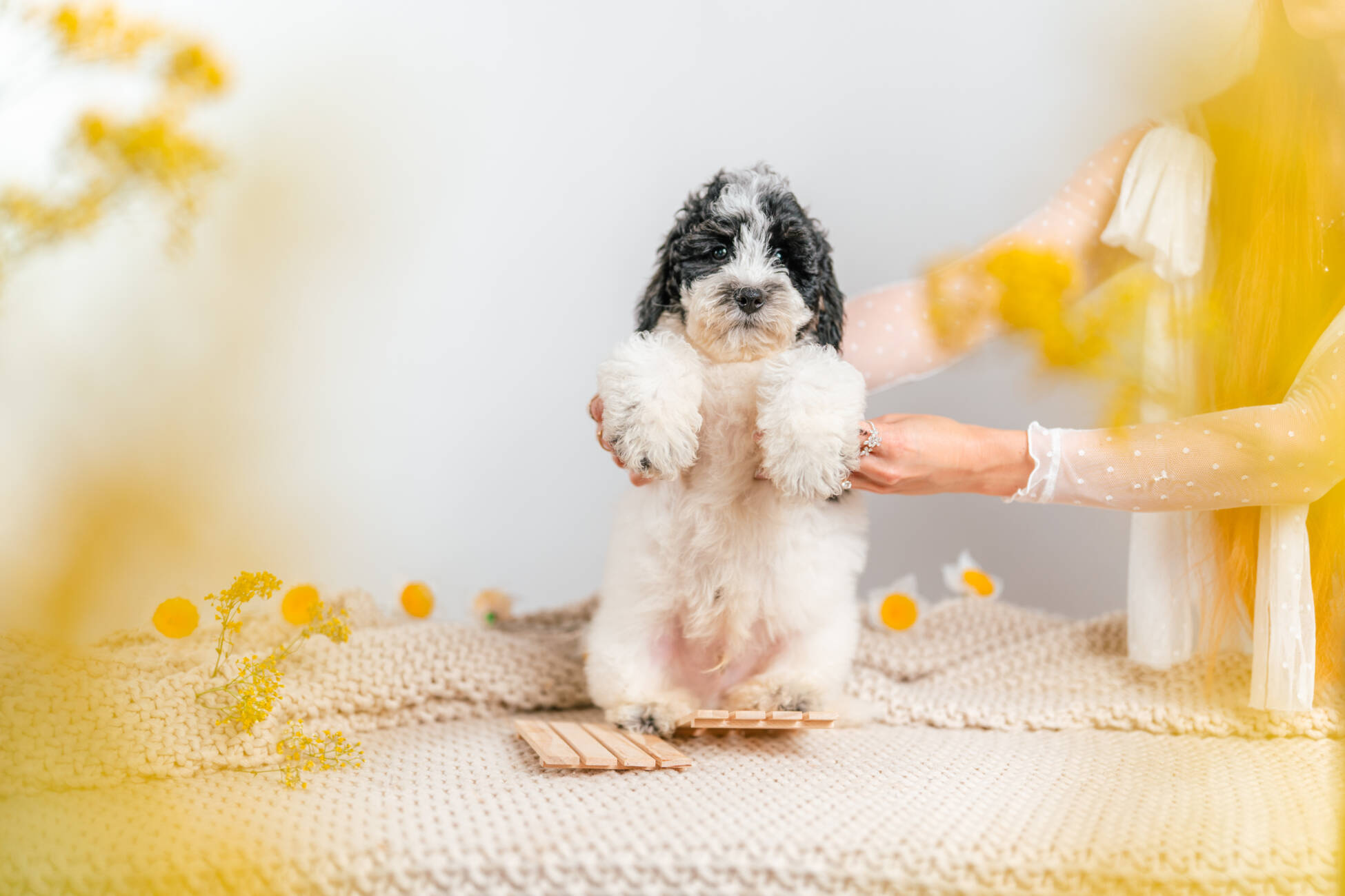 3litter 6b7072 Bernedoodle puppies 2