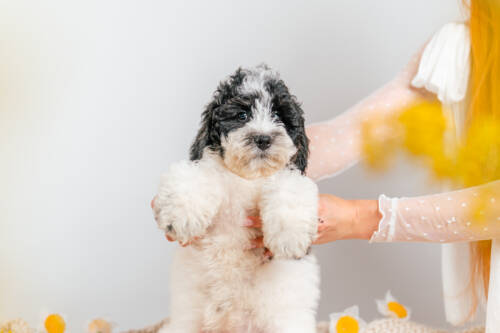 3litter 6b7072 Bernedoodle puppies 3
