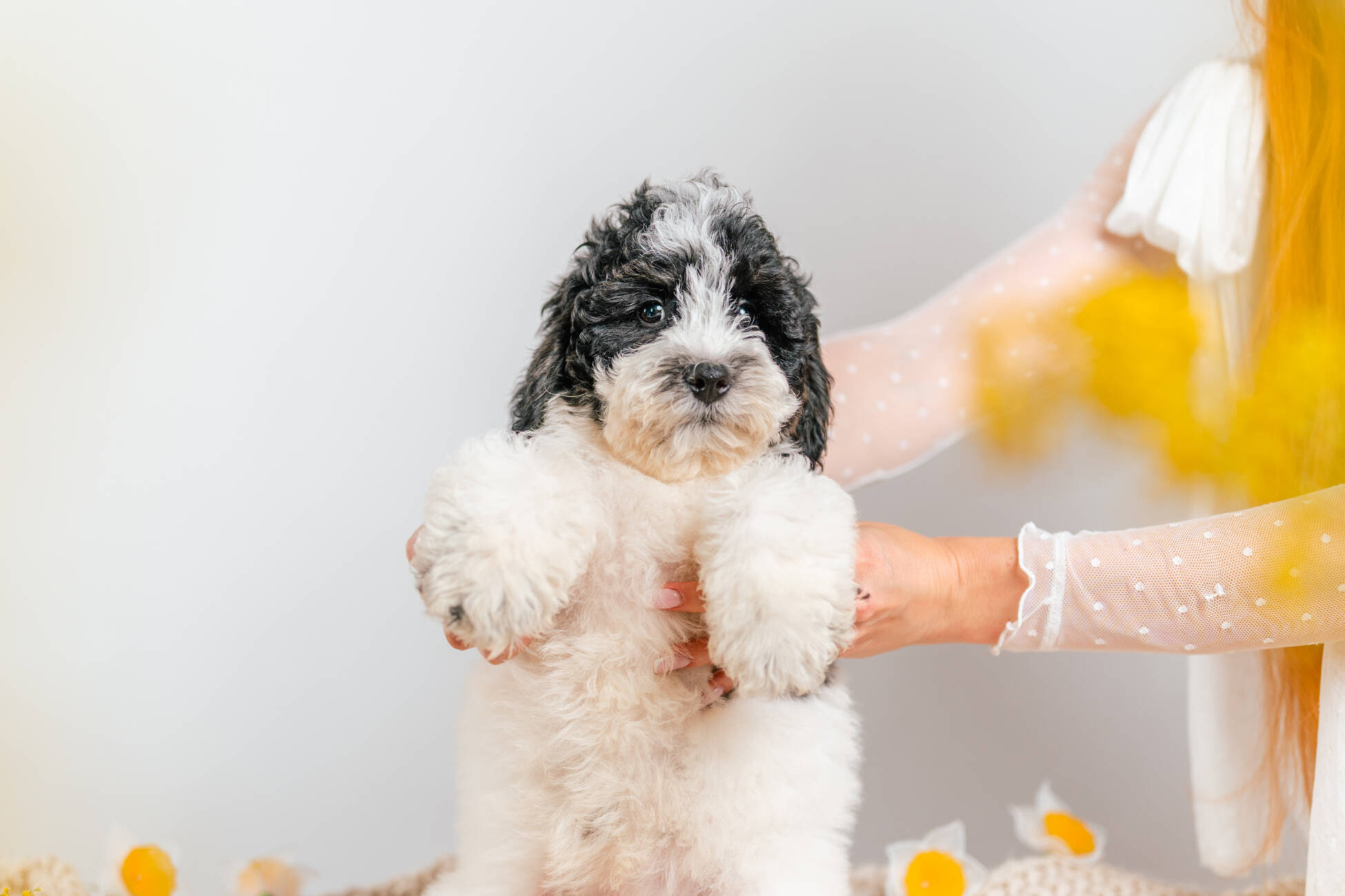 3litter 6b7072 Bernedoodle puppies 3