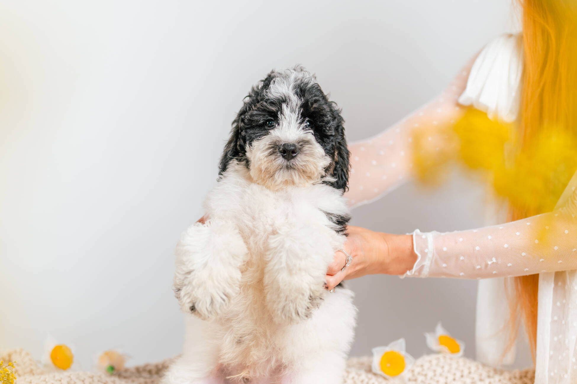 3litter 6b7072 Bernedoodle puppies 4