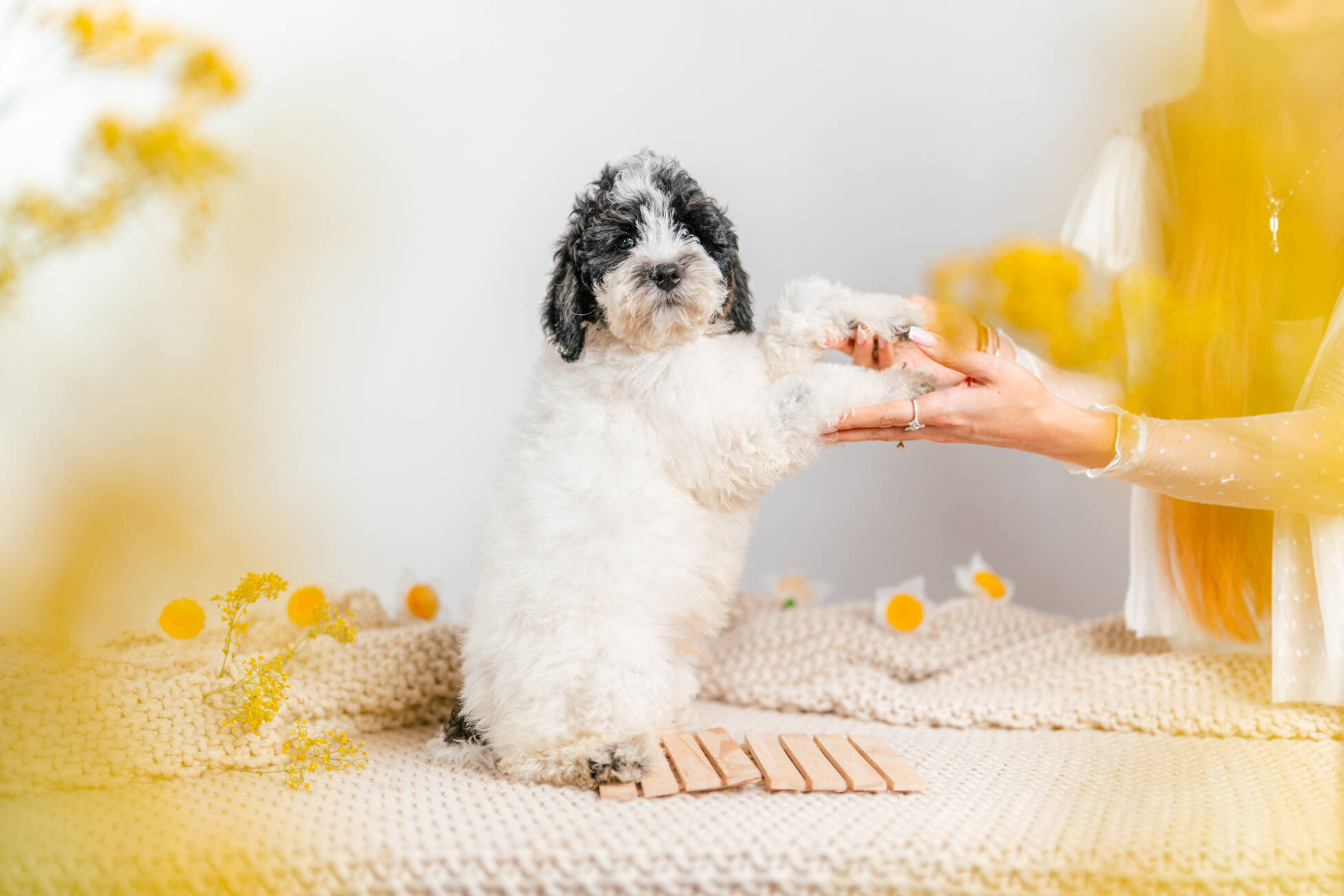 3litter 6b7072 Bernedoodle puppies 5