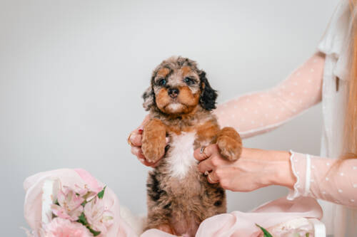 3litter 6В4462данте 2