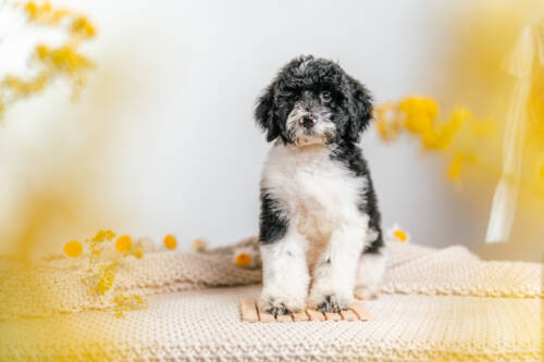 3litter 7b7207 Bernedoodle puppies 1