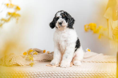 3litter 8b7073 Bernedoodle puppies 1