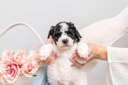 5litter 10В7072Тео 3