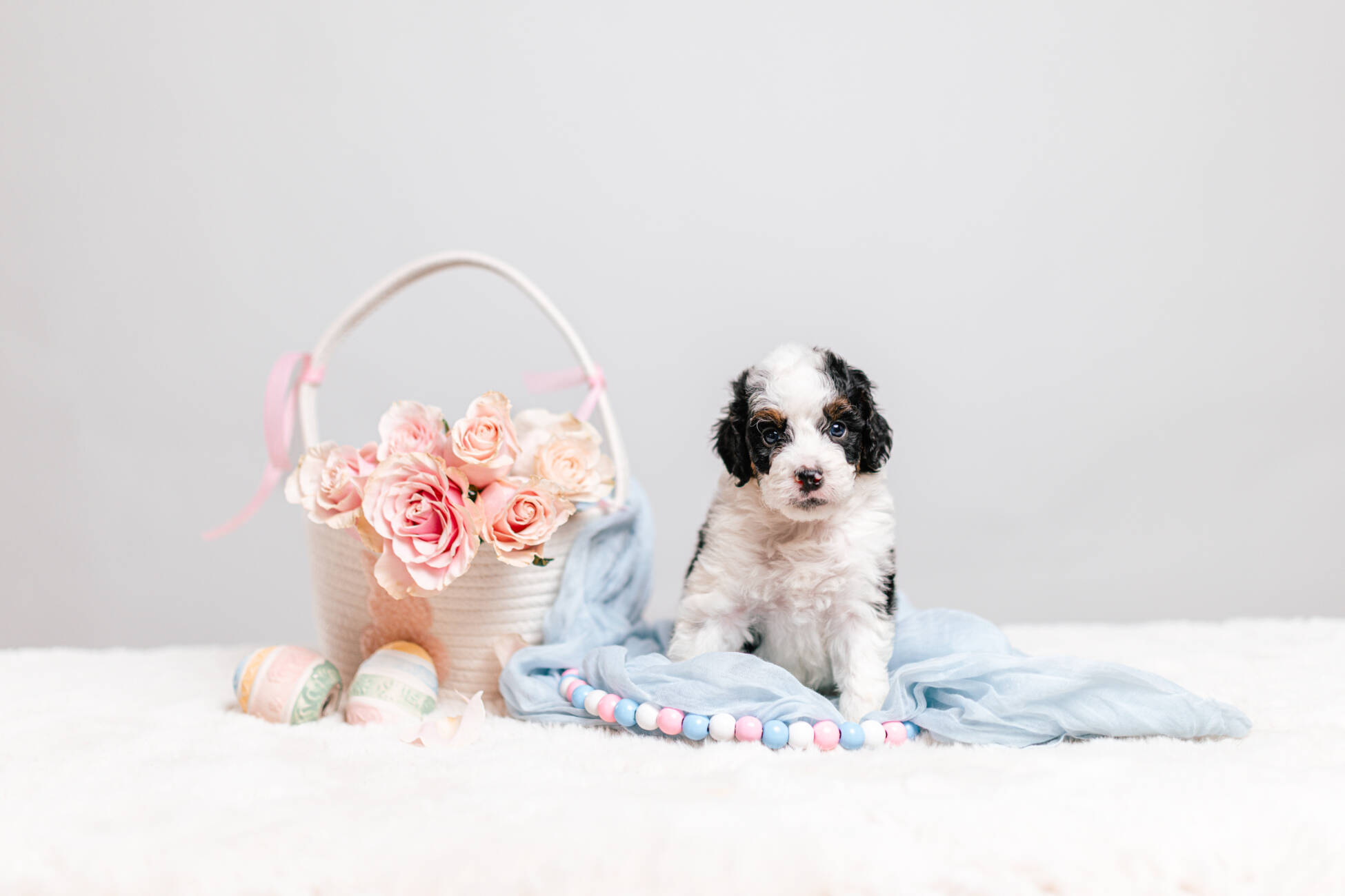 5litter 3g7069трикси 1