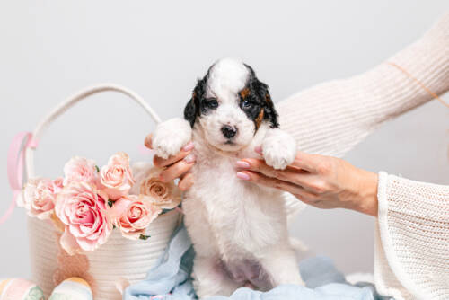 5litter 4g7070таффи 2